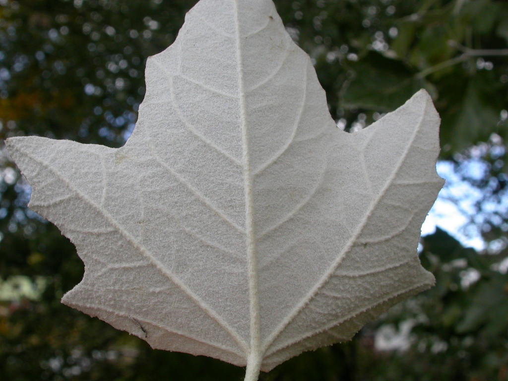white poplar